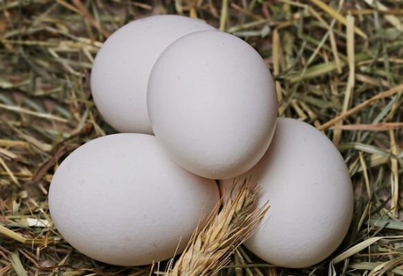 Dieta cu ouă presupune consumul zilnic de ouă de găină. 